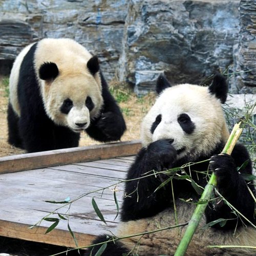 Beijing Zoo Pandas